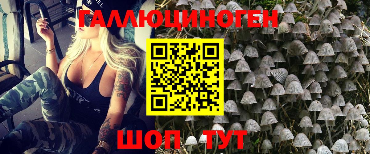 Псилоцибиновые грибы Psilocybe Углич